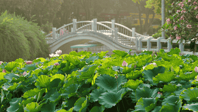 LOTUS POND